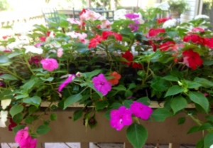 impatiens