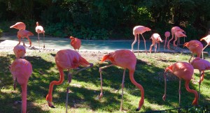 flamingos-1